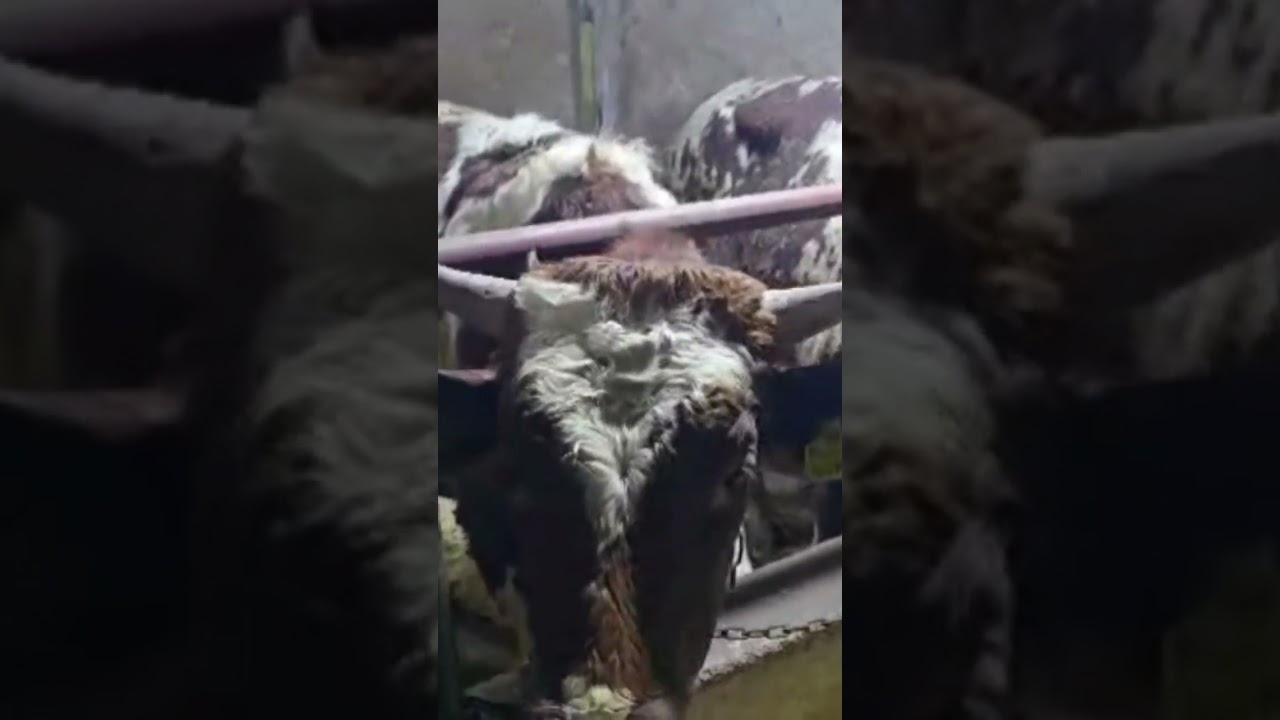 молои мо дар эм бастем