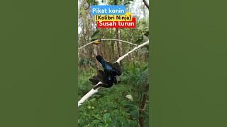 Suara pikat konin susah turun #shortvideo #birds #sogon #kicaumania #sogonindonesia