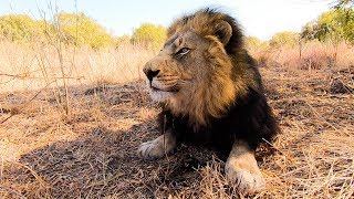 Meet The Characters: Bobcat and Gabby | The Lion Whisperer