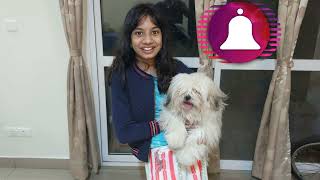 The Lhasa Apso is The Cutest Dog Ever | Lhasa Apso Facts | Lasa Dog Breed