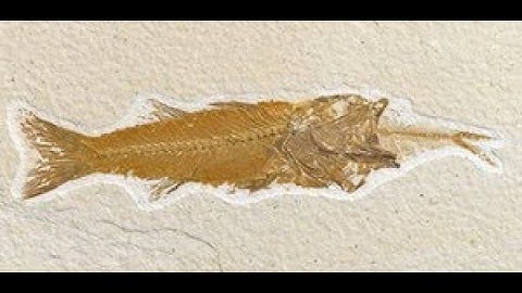 The Fossil Record - Mike Riddle