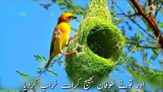 Najmoddin