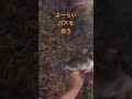 よーらい40cmのバスを拾う