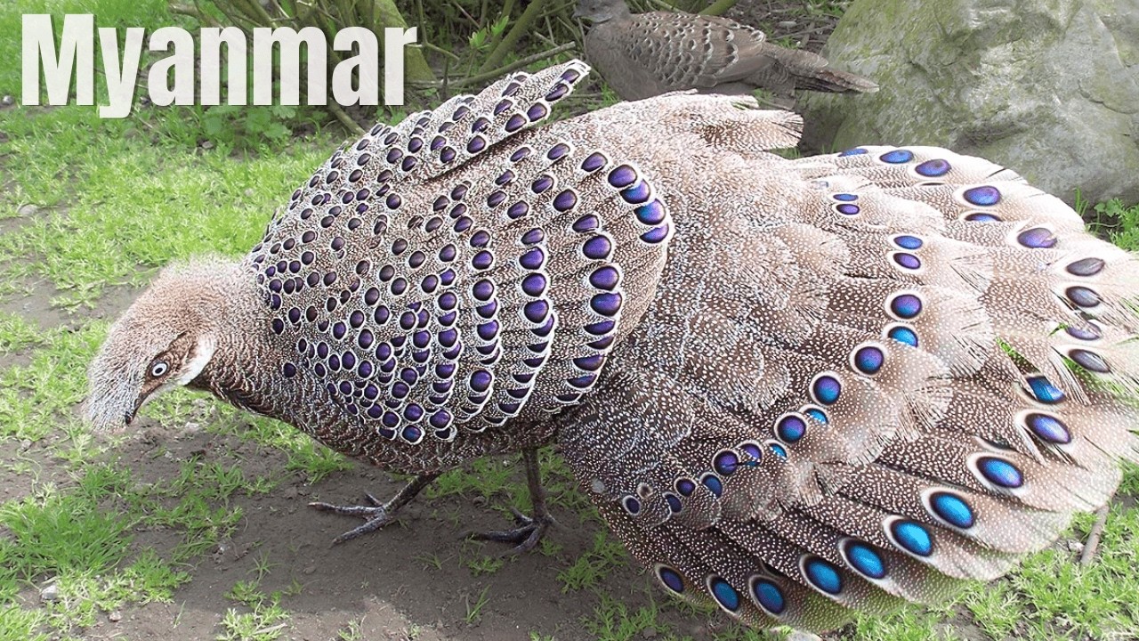 Birds of Myanmar – 15 Strange Species You Won’t Believe Exist
