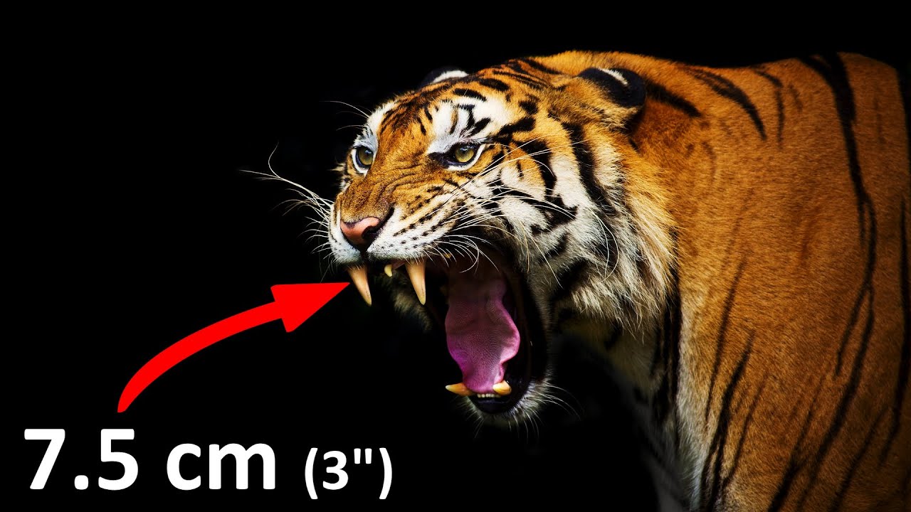The BIGGEST Apex PREDATOR on each CONTINENT - YouTube