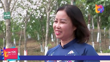 Mùa hoa ban nở trắng núi rừng Sơn La | Tin Tức Dân Sinh