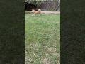 お散歩の最後は庭を駆け回る柴犬 #shorts #柴犬 #かわいい #犬のいる暮らし