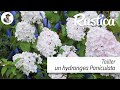 Tailler un hydrangea paniculata vanille fraise