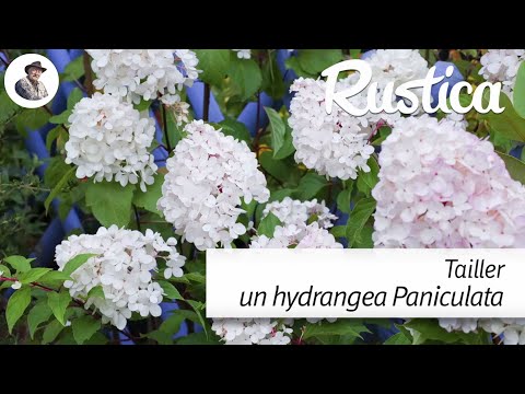 Pruning a hydrangea paniculata 'Vanille Fraise'