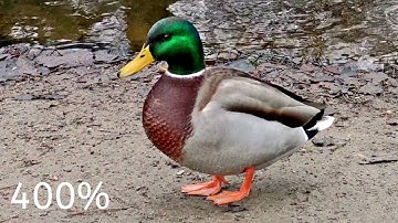 Poco F2 Pro, 8K Video, original, Zoom: 200%,400%,600%