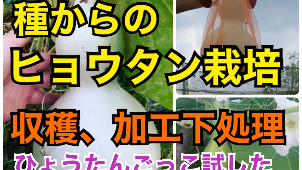 種からのヒョウタン栽培記録 加工下処理まで #ひょうたん ＃家庭菜園