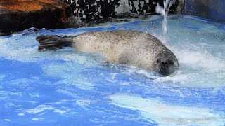 水が足りなくて泳げないゴマフアザラシさん