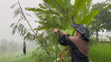 Tak Di Sangka., Seenak Ini, Hujan Deras Mengguyur Kampung Yang Indah, Suasana Pedesaan Jawa Barat