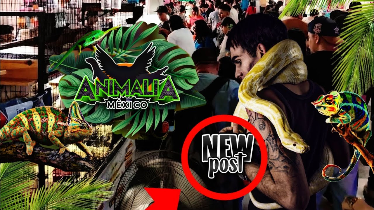 Expo animalia  primavera 2025 décimo anversario ( lo que se vivió)