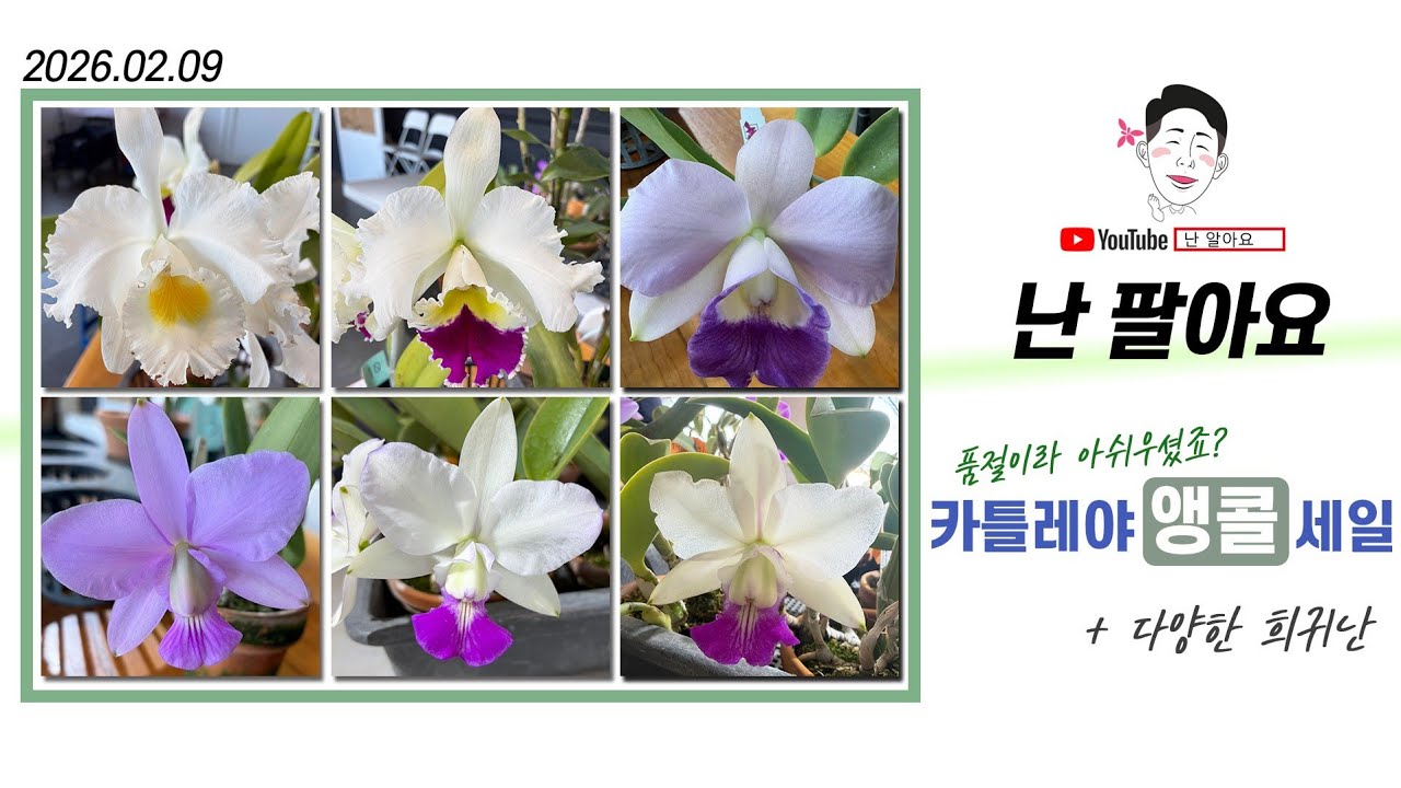 희귀난초 판매 / 카틀레야 앵콜 세일