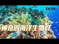《地理·中国》 20240312 神奇的北部湾 2|CCTV科教