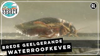 Brede geelgerande waterroofkever | TV | Vroege Vogels