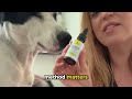 If Your Dog’s Eyes Look Cloudy, This Might Be What They’re Experiencing