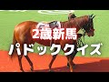 勝った馬わかる？2歳新馬のパドッククイズ　あなたの相馬眼を試してみてね　ヒントは芝2000m