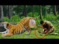 He Found A Fainted Pregnant Tigress In The Forest, Then He Decided To Do The Unbelievable...