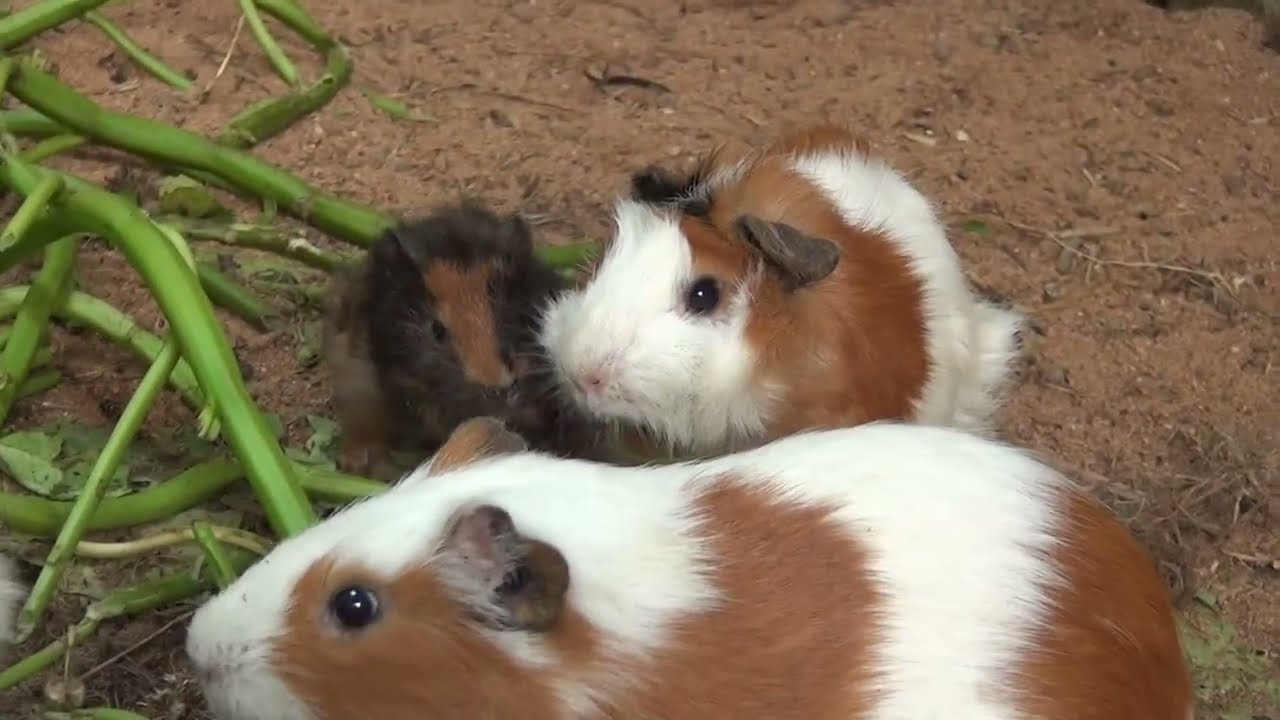 Guinea Pig Morning Cam February 15 2026