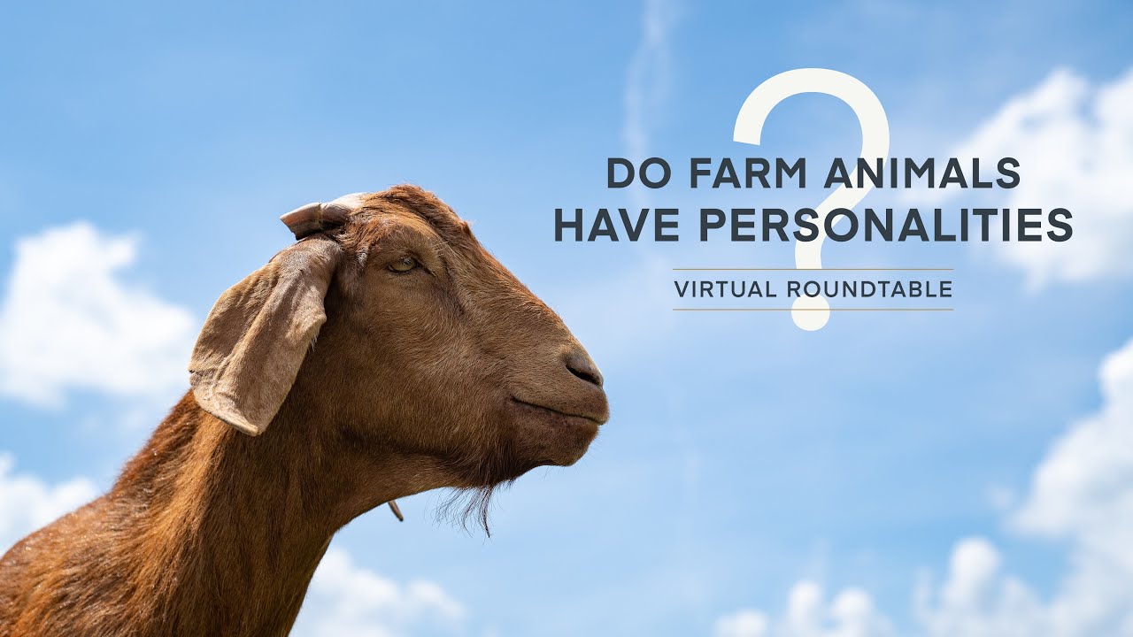 Do Farm Animals Have Personalities? YouTube