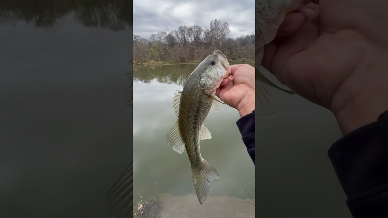 Onion creek Austin Tx.