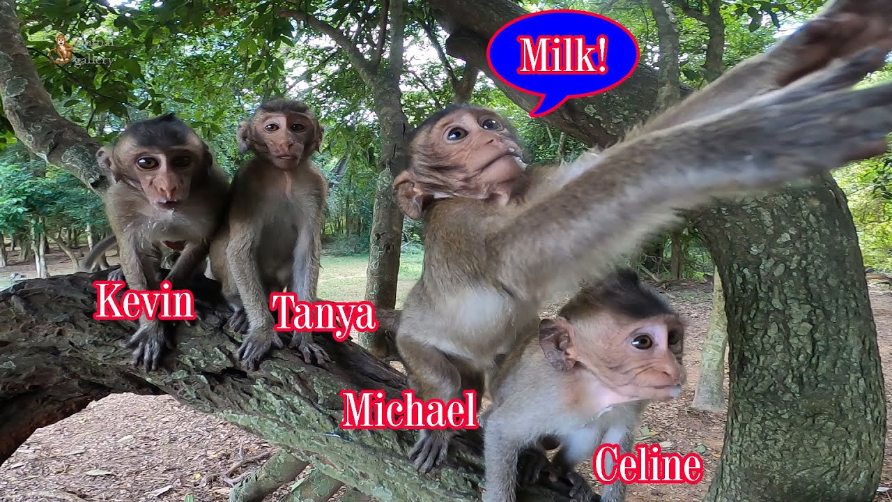 Hungry Mila group monkey | Monkey Kevin is still a super Cried baby monkey for foods