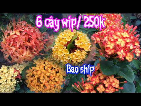 Video Gl bông trang đỏ kép 3 phụng hoàng com bo 6 cây wip... - youtube