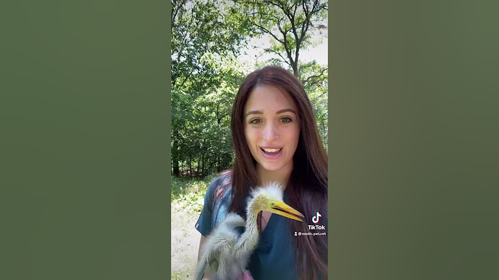 Life as a veterinarian specializing in exotic animal medicine