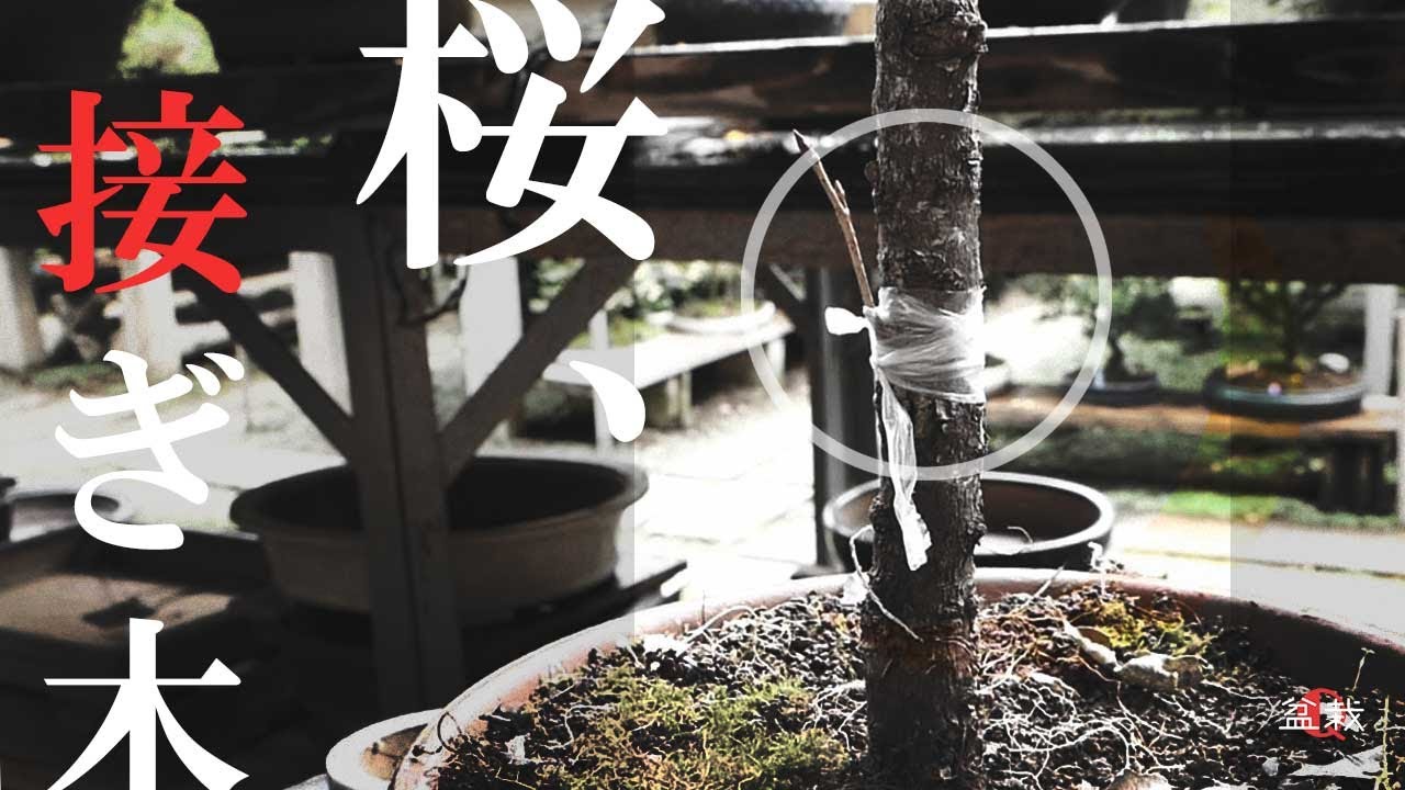 【接ぎ木】初心者でもできる！桜の呼び接と腹継ぎ【盆栽Q】how to graft