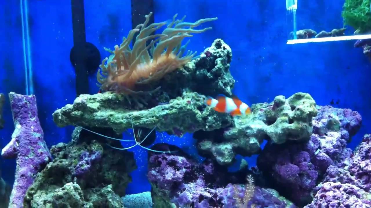 29g Saltwater Tank Review w/ Nassarius Snail Eating a Nassarius Snail!?! YouTube