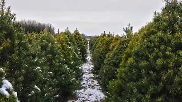 Cut Your Own Christmas Tree