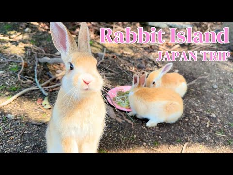 [Rabbit Island, JAPAN] So Many Baby Bunnies! 🐰 Welcome to the Land of Bunnies | Okunoshima うさぎ島/大久野島