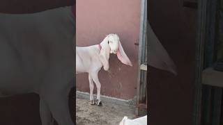 Hyderabadi Bakri bredar Bakra for sale kids  goat vairal chicks video & village sortvideo