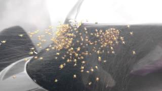 Hundreds of baby spiders exploding on my wife's car!