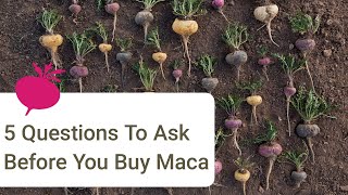 5 Questions To Ask Before You Buy Maca Root