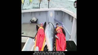 Cá Ngừ Độc Ác : Wicked Tuna Tập 1 | Chương Trình Giải Trí