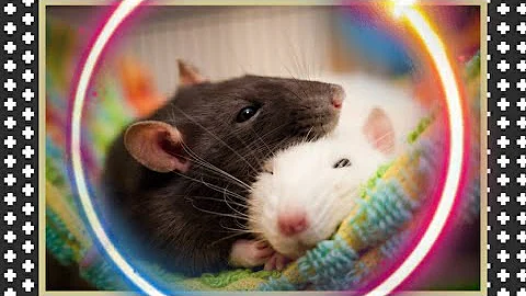 КРЫСЫ ДАМБО И САЛФЕТКИ / Funny dumbo rats #54