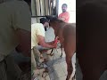 سعودی عرب میں گھوڑے کے بالوں کی صفائی