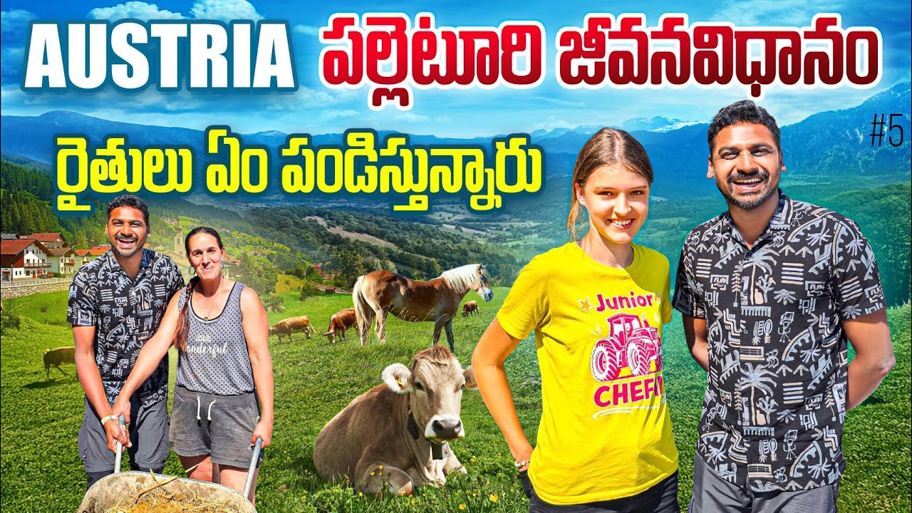 Weer Village Daily Life In Austria 🇦🇹 | Cow 🐄 Farming | Uma Telugu Traveller