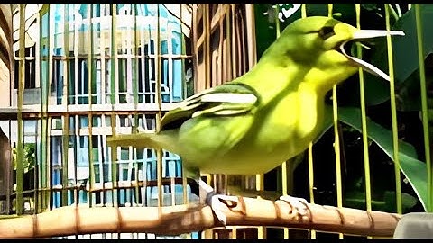 "SUARA BURUNG SIRTU BETINA GACOR" SANGAT COCOK UNTUK MENINGKATKAN EMOSI BIRAHI CIPOH JANTAN