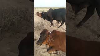 Black Beauty Cholistani Breeding Bull