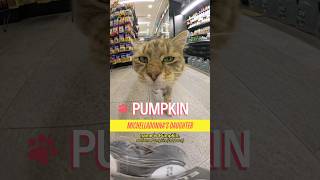 Meet Pumpkin in Williamsburg #cat #nyc #bodega