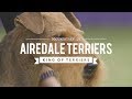 ALL ABOUT AIREDALE TERRIERS: KING OF ALL TERRIERS の動画、YouTube動画。