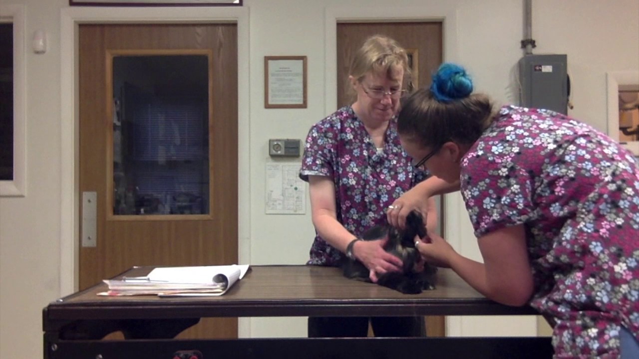 Task 33 Nursing - YouTube