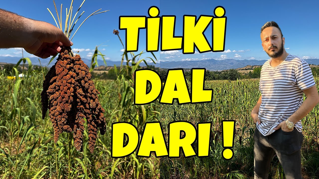 TİLKİ DAL DARI TARLASI ! TARLA VLOGU #muhabbetkuşu