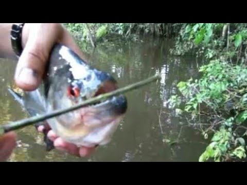 Piranha Scissors