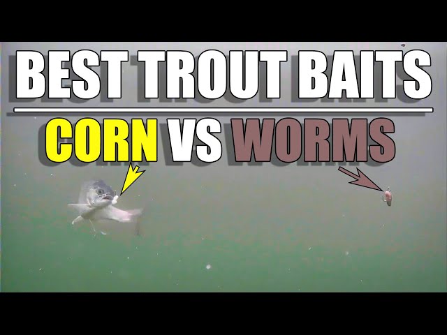 Best Trout Baits: Corn vs Worms 