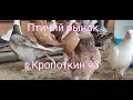 30.08.20.Птичий Рынок г.Кропоткин ч3.08/30/2020. Bird Market, Kropotkin, part 3.